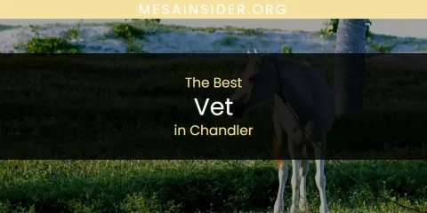 The Absolute Best Vet in Chandler