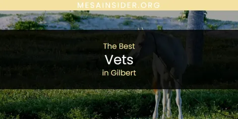 The Absolute Best Vets in Gilbert